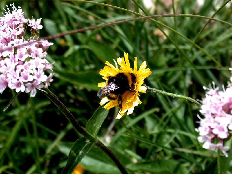 bee on flower